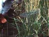 In the 1940s, Idaho Fish and Game dropped beavers by parachute into the Idaho wilderness. A film about this was just found.