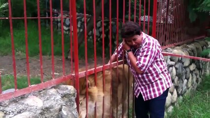 Yıllar Sonra Kurtarıcısını Gören Aslan