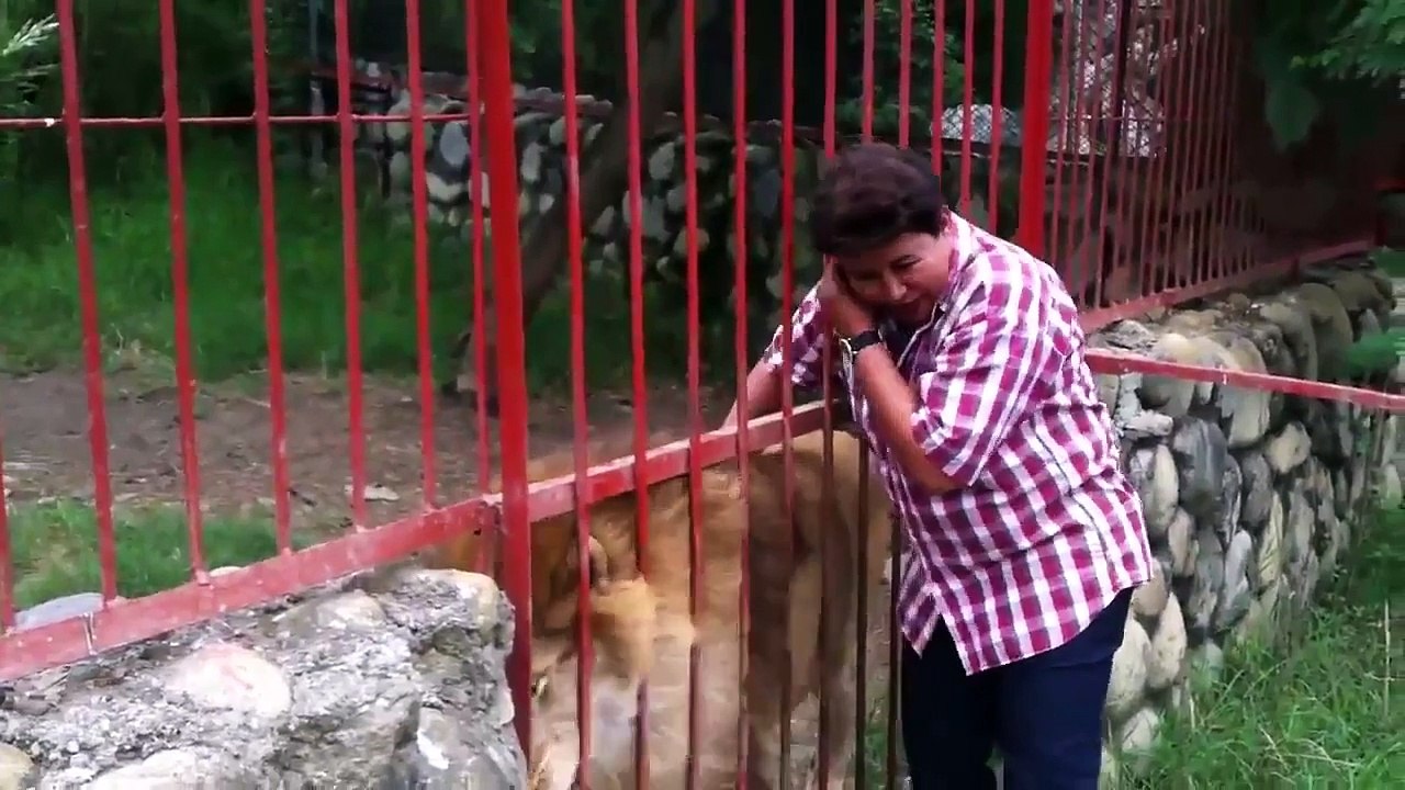 Yıllar Sonra Kurtarıcısını Gören Aslan