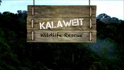 (FR) Bientôt sur Ushuaia TV ! "Kalaweit Wildlife Rescue" Saison 1