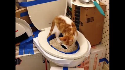 Ultimate Guide to Cat Toilet Training: Step-by-Step Instructions 🐱