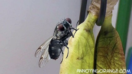 Надоедливый Апельсин (92 серия) [Озвучка- MiST] HD 720