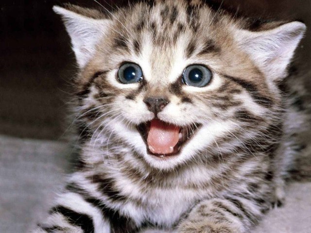 The Best Funny Cat Videos Compilation :) En Komik Kedi Videoları #1 -  Dailymotion Video