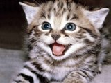 The Best Funny Cat Videos Compilation :) En Komik Kedi Videoları #1