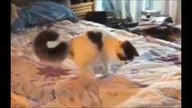 The Best Funny Cat Videos Compilation :) En Komik Kedi Videoları #2