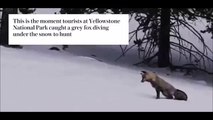 Cute : Un adorable petit renard gris chasse dans la neige (et il assure) !