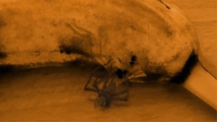 Muzun İçinden Örümcek Çıktı