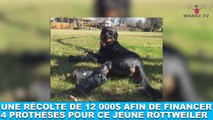 Un récolte de 12 000$ afin de financer 4 prothèses pour ce jeune Rottweiler ! Plus d'infos dans la minute chien #130