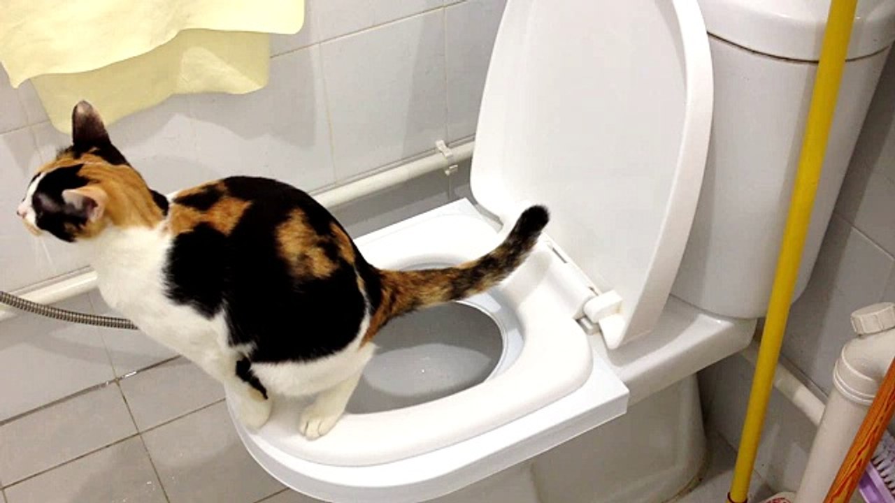 Sierra's 2nd month on the CitiKitty Cat Toilet Training Kit. Success