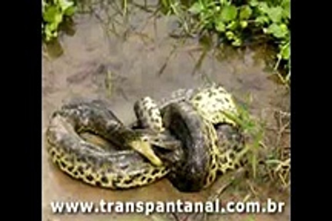 Biggest wild animal fights