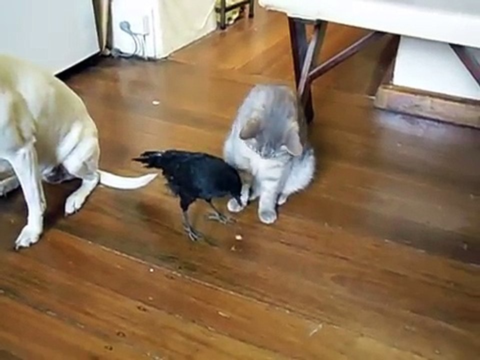 BIRD FEEDS CAT _ DOG