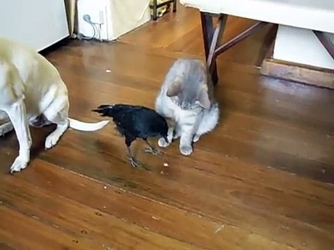 BIRD FEEDS CAT _ DOG