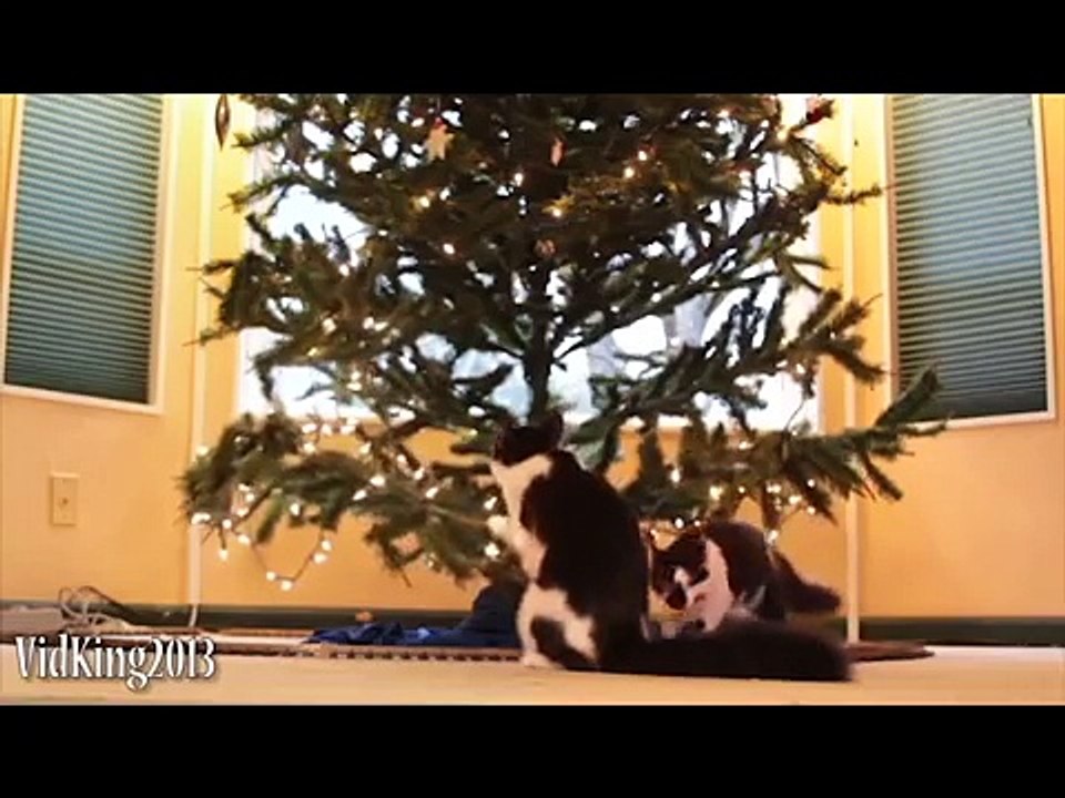 Funny Cats - Compilation