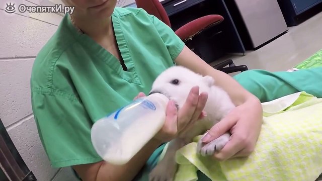 Первые три месяца жизни белого медведя