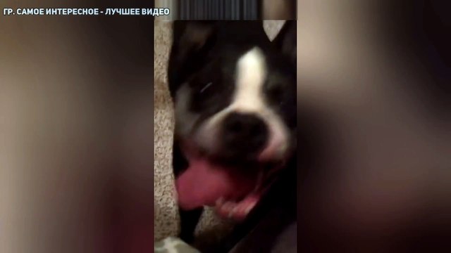 Пёс-танцор зовёт в пляс своего хозяина