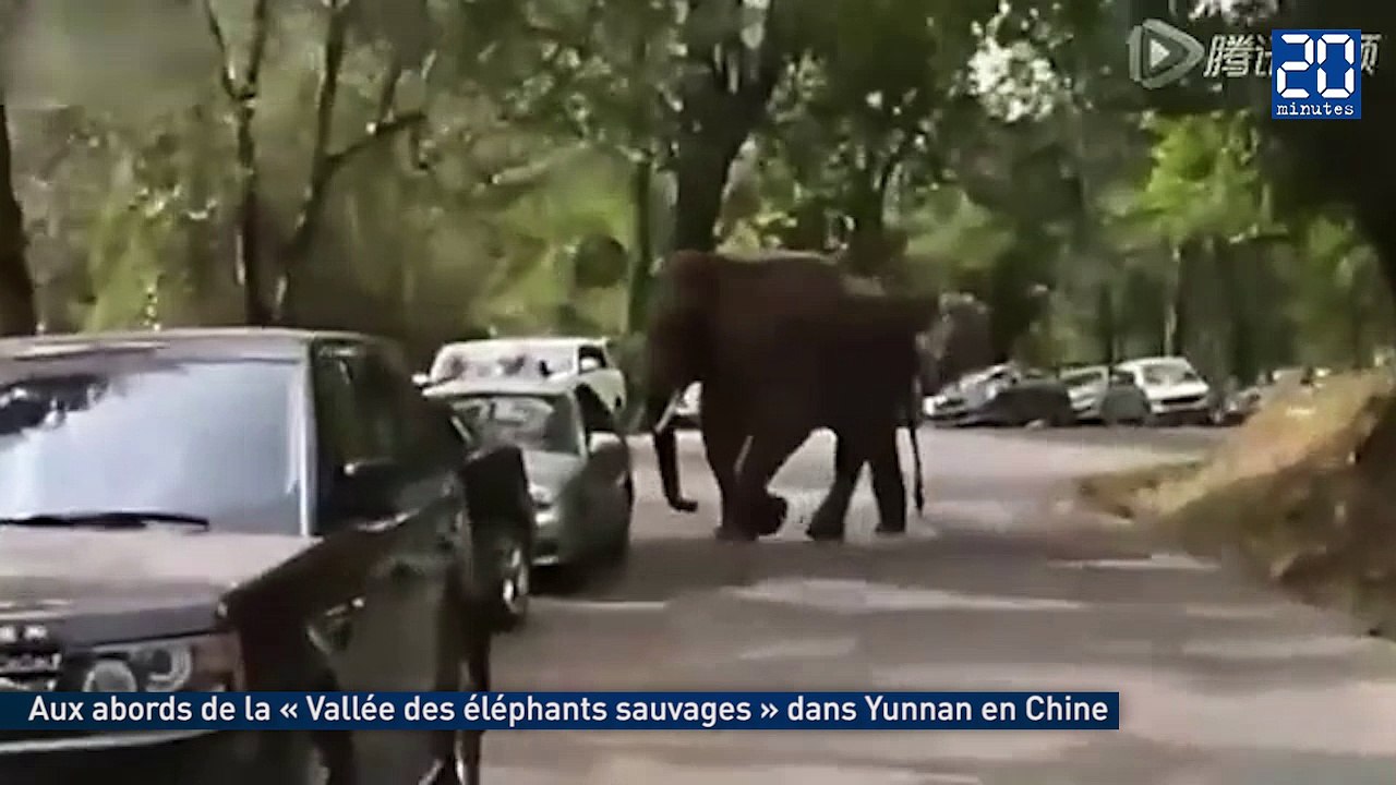 Victime d’un chagrin d’amour, un éléphant détruit des voitures sur la route