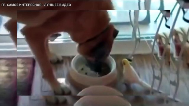 Попугай очень красиво поет собаке