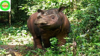 10 Most Endangered Animals on the Planet