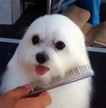 Video : quand un petit chien se fait coiffer par son maître Gl