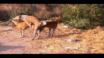 Funny Dog mating - New Animals mating - Dog mating funny videos 2016