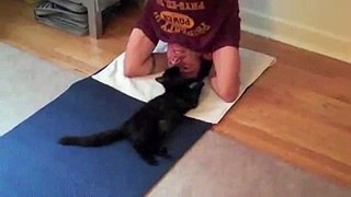 коты против йоги