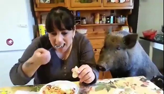 свинья за столом