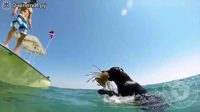 Собаки ловят лобстеров