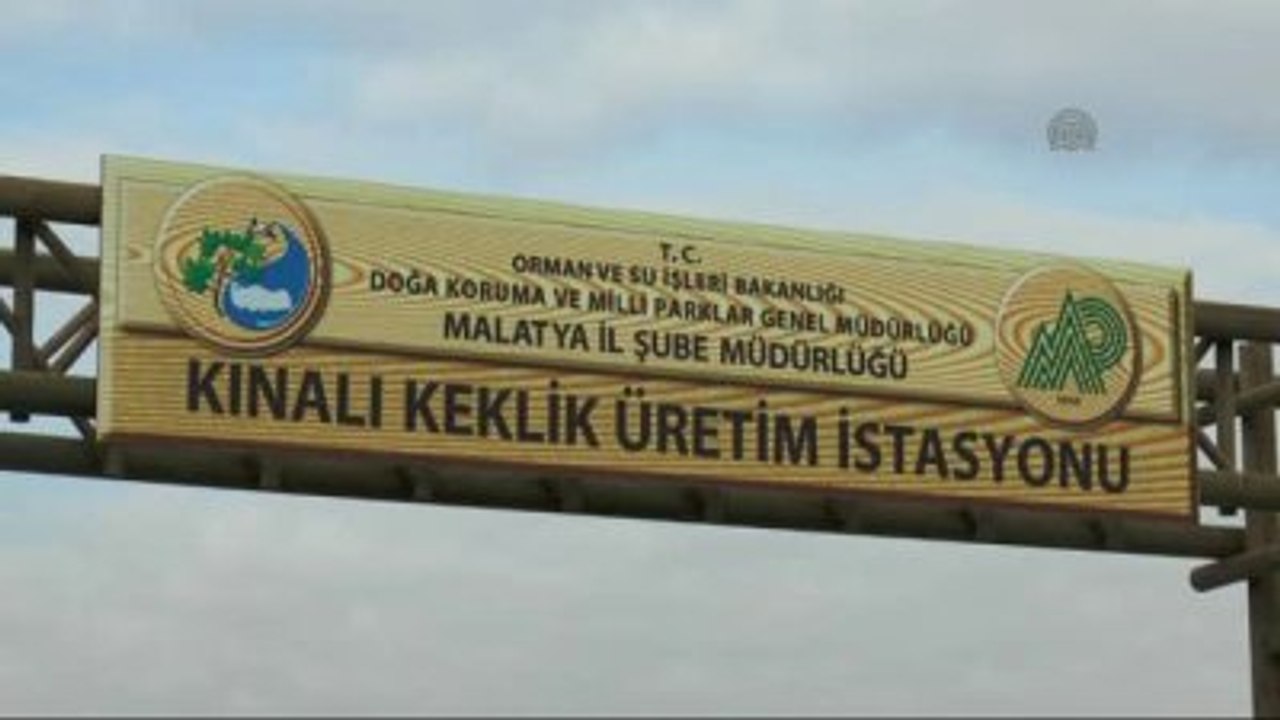 Kınalı Keklikler Bebek Gibi Büyütülüyor