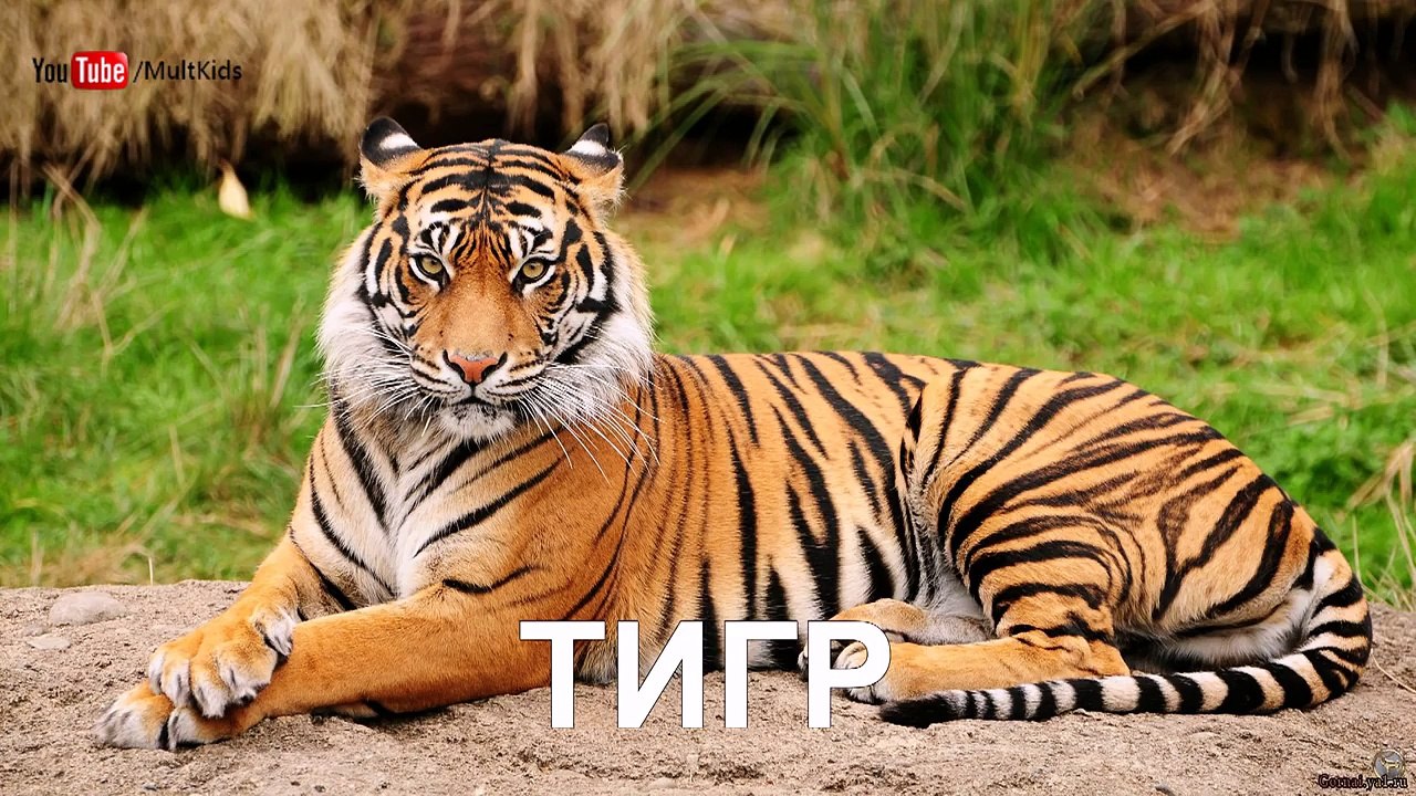 Хищники. Учим слова. Для детей от 1 года до 3 лет. Развивающий мультфильм для самых маленьких детей