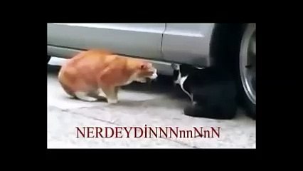 Mükemmel bir kedi kavgası (Altyazılı) :)