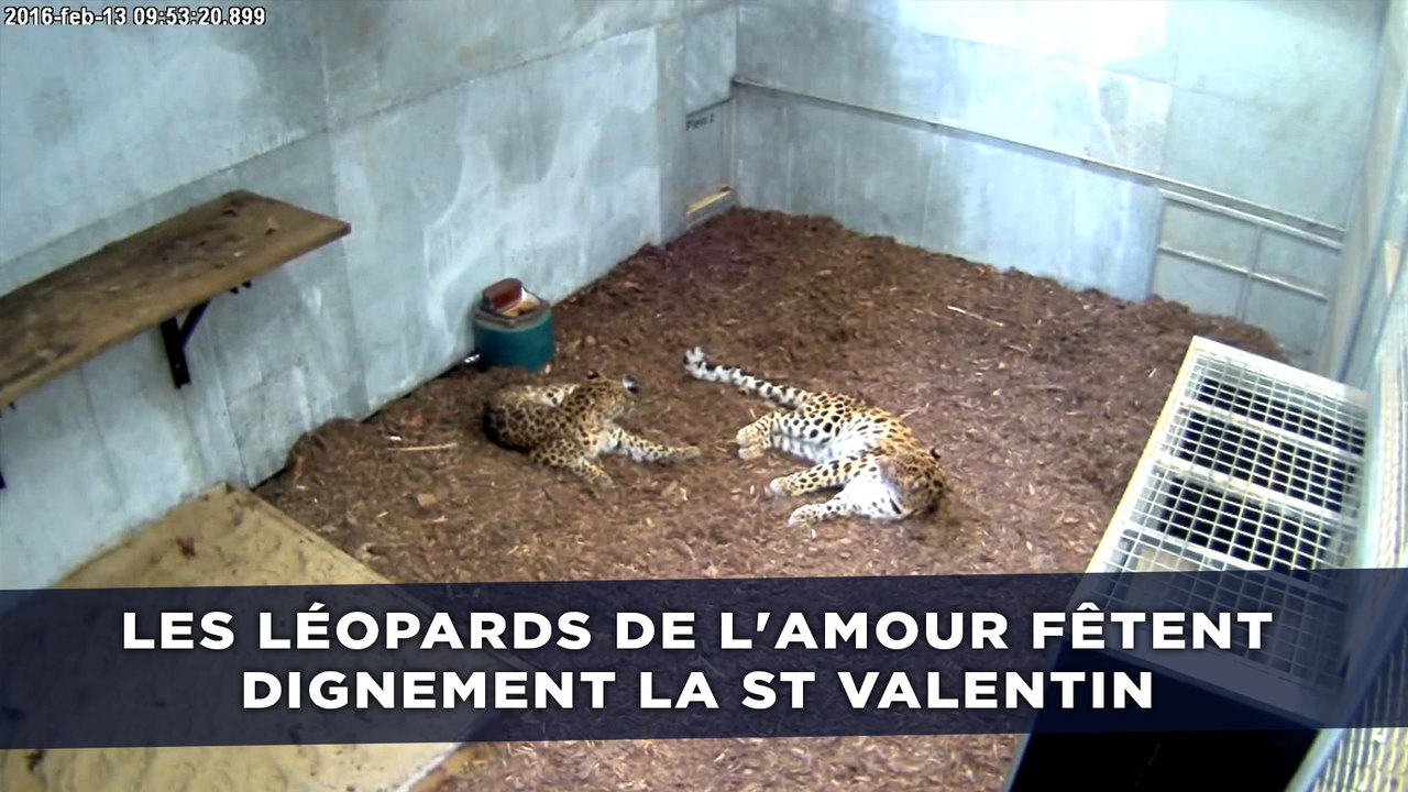 Les léopards de l'Amour fêtent dignement la St Valentin