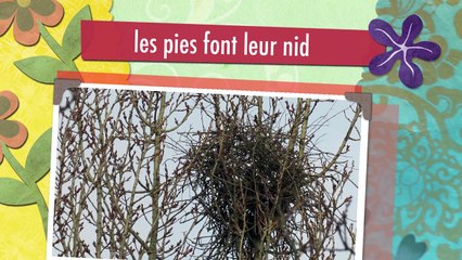 les pies font leur nid