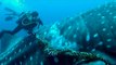 Un requin-baleine libéré d'une corde par un plongeur
