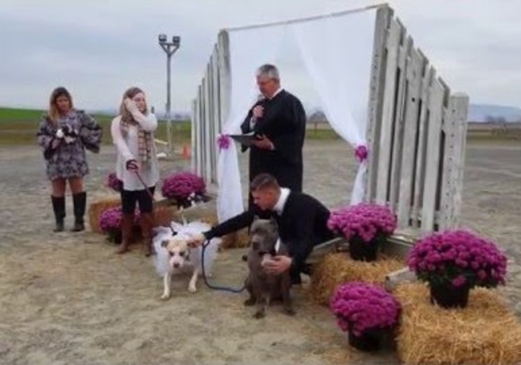 Adorable Puppies in Love