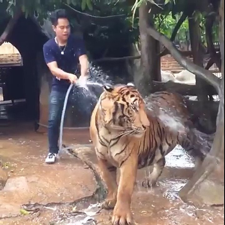 How To Bath A Tiger