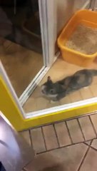 Sahibini Görünce Heyecandan Çıldıran Sevimli Yavru Kedi