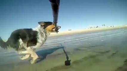 Sahildeki Bir Gününü Kendi Tuttuğu, Evet Kendi Tuttuğu Kamerayla Çeken Köpek