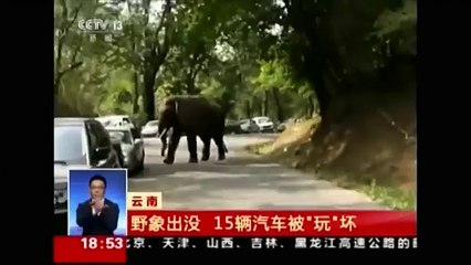 En Chine, un éléphant énervé a détruit une vingtaine de voitures