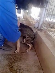 Sevgiyle İlk Defa Tanışan Köpeğin İç Burkan Tepkisi..