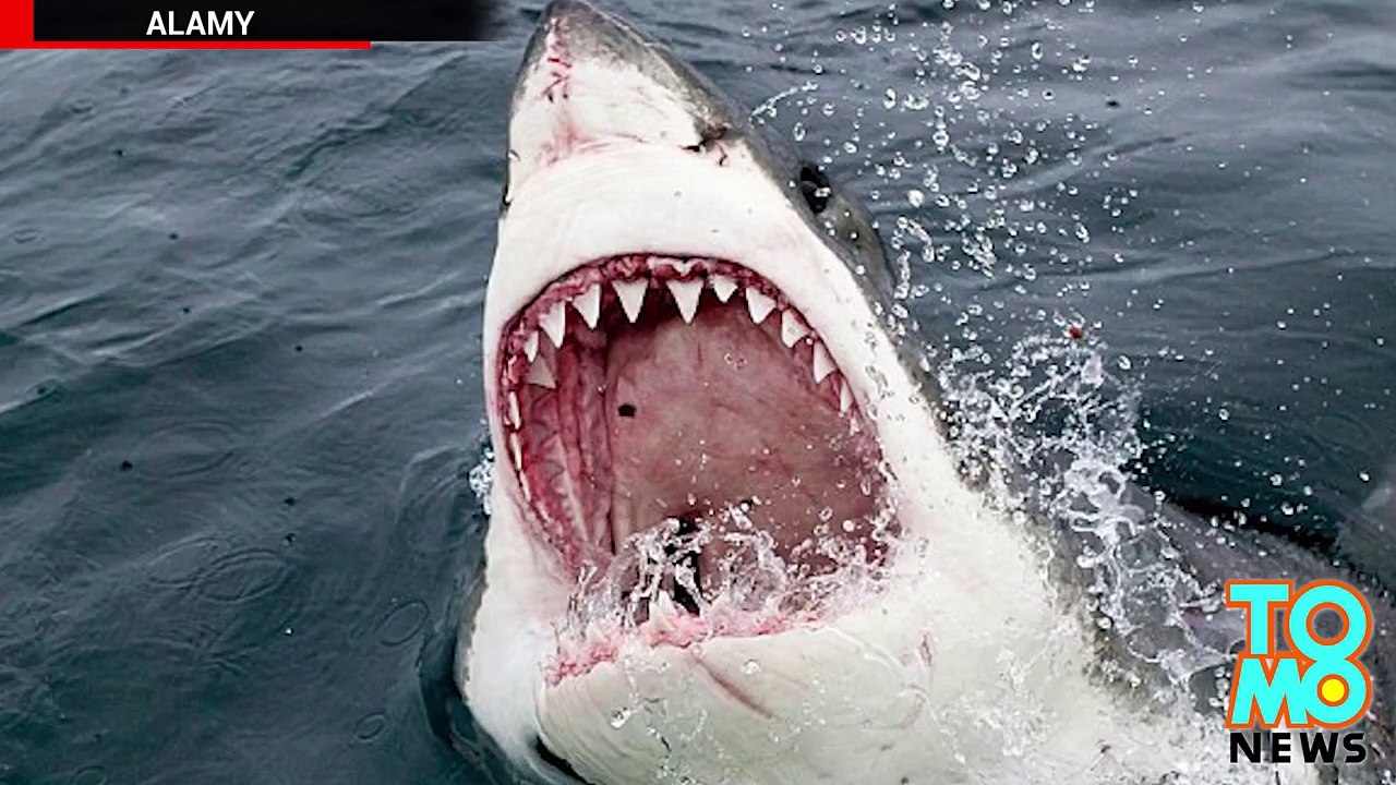 Un géant requin blanc a été mangé par un monstre des mers aussi connu comme le megalodon