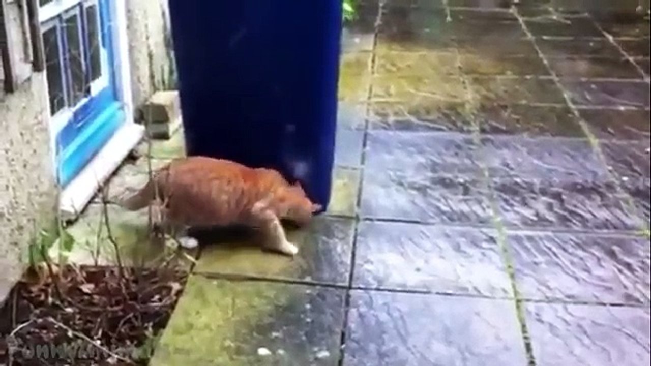 Funny Animals Compilation Full HD - Best funny Animals Video Shock 凸(¬‿¬)凸