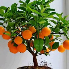 Bonsai Fruit Trees