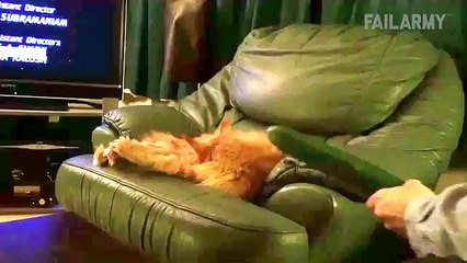 Funny Animals Video - Funniest Animal Fails Compilation 2016 ✤ ✥ ✦ ✧ ✩ ✫