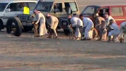 سباق كلاب الاول بالمهد بالسعودية