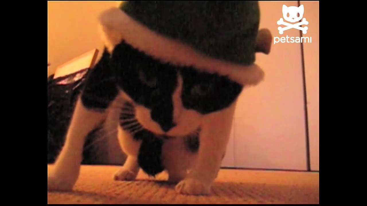 Elf cat is miserable