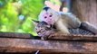 Funny Monkey Forcefully Kisses Adorable Cat