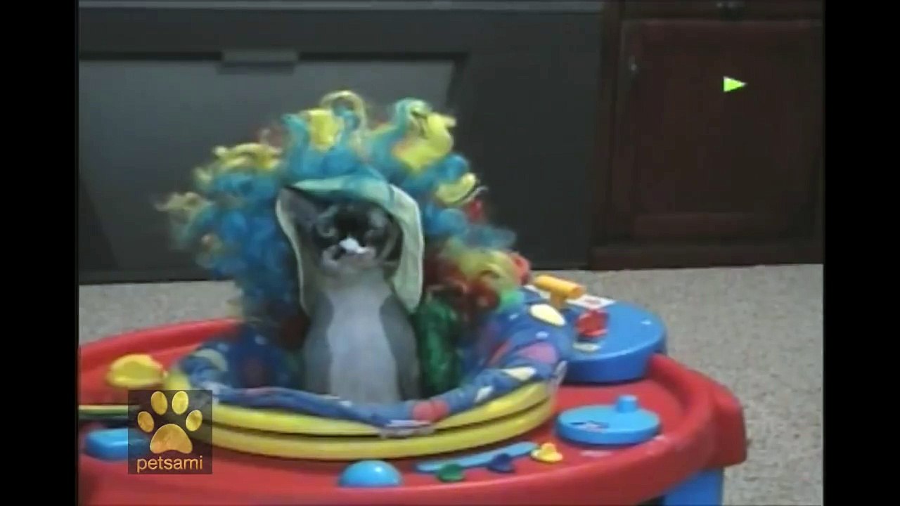 Halloween Cats!
