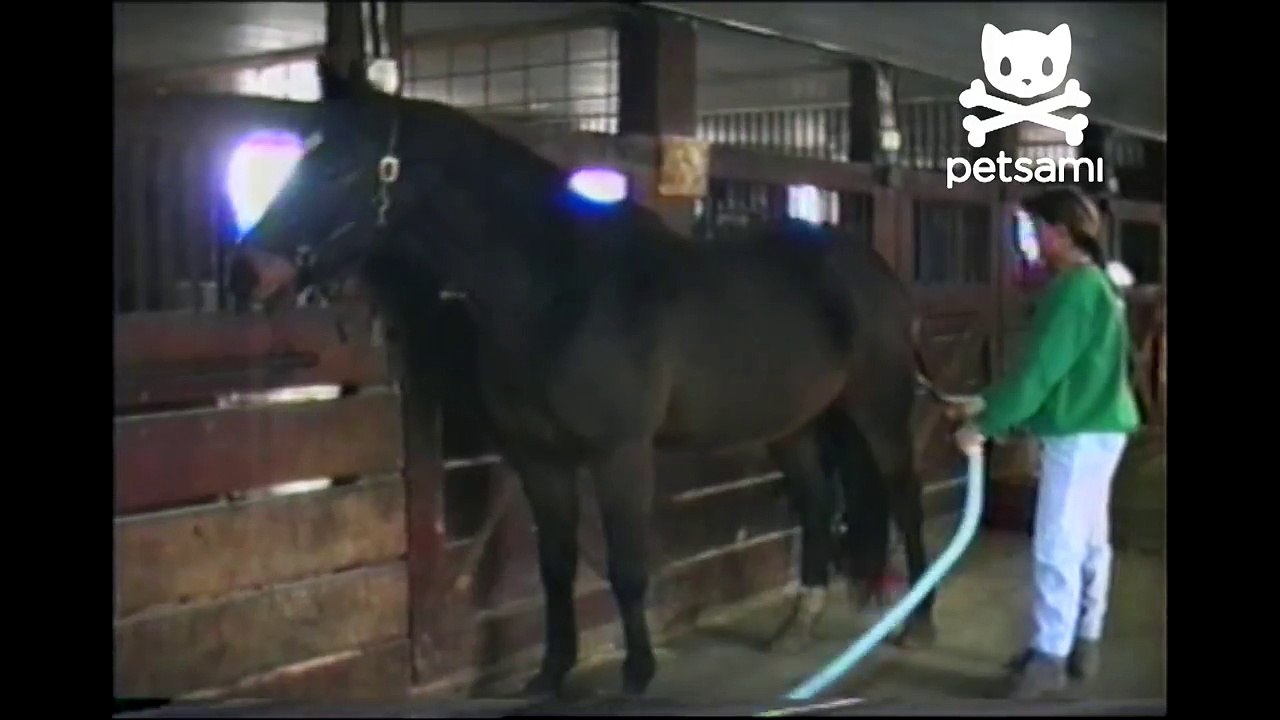 Horse loves his tongue vacuumed