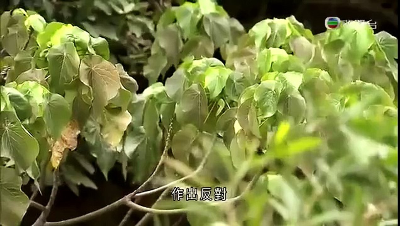 石硤尾大窩坪錄化帶土地地皮 0227 2014