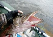 Catching perch and pike in the summer on a small river. Spinning fishing.